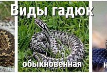 Photo of Опасность змей на дачном участке в Сочи